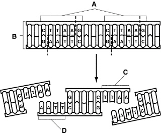 mc029-1.jpg